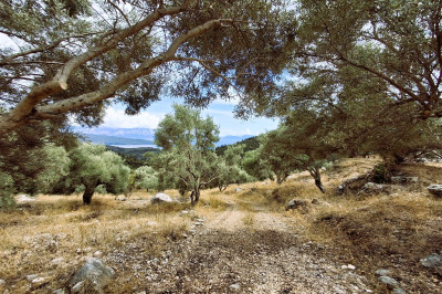 Lazarata Olive Grove 03.jpg